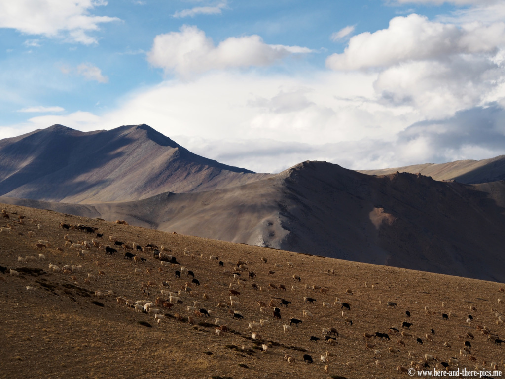 Nomads near Sangtha, in Ladakh