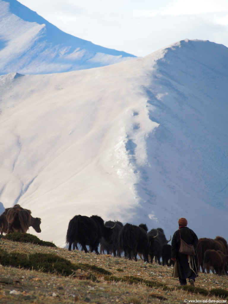 A shepherd with a herd of yaks near Sangtha, in Ladakh
