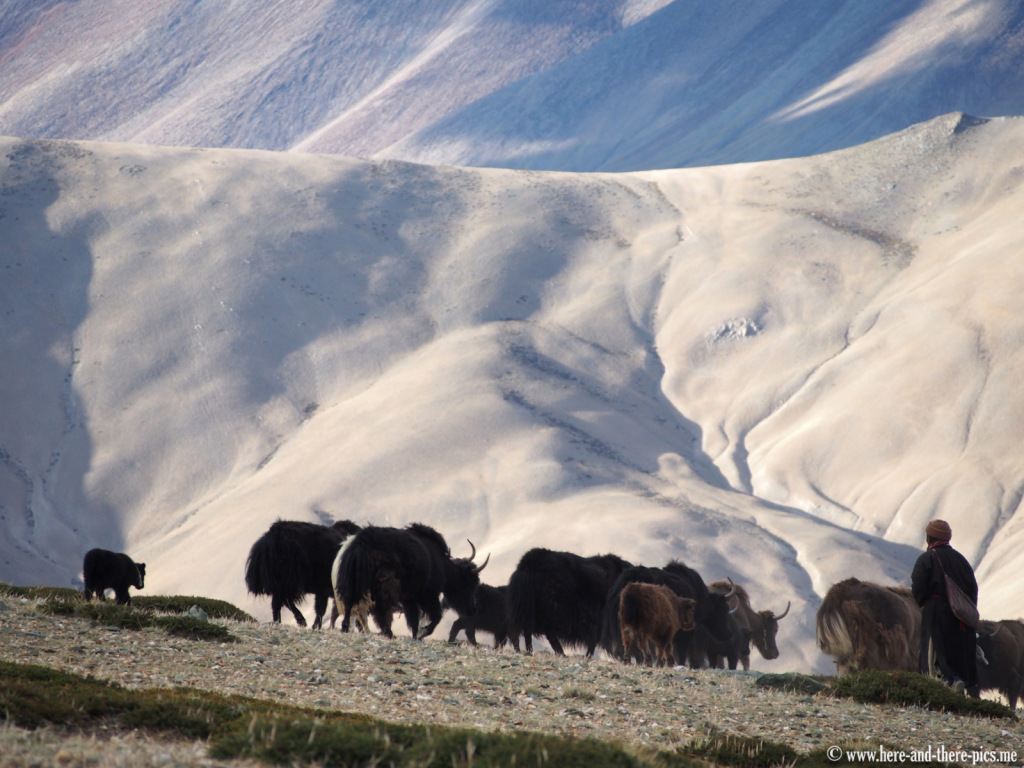 A shepherd with a herd of yaks near Sangtha, in Ladakh