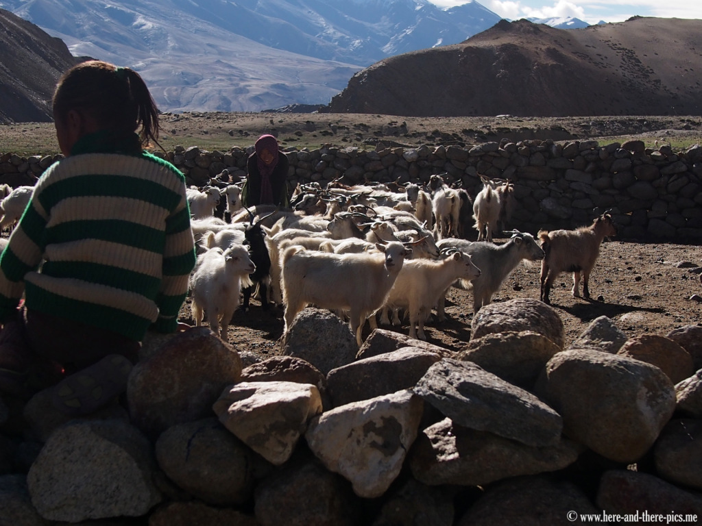 Milking of the pashmina goats, nomads in Korzok